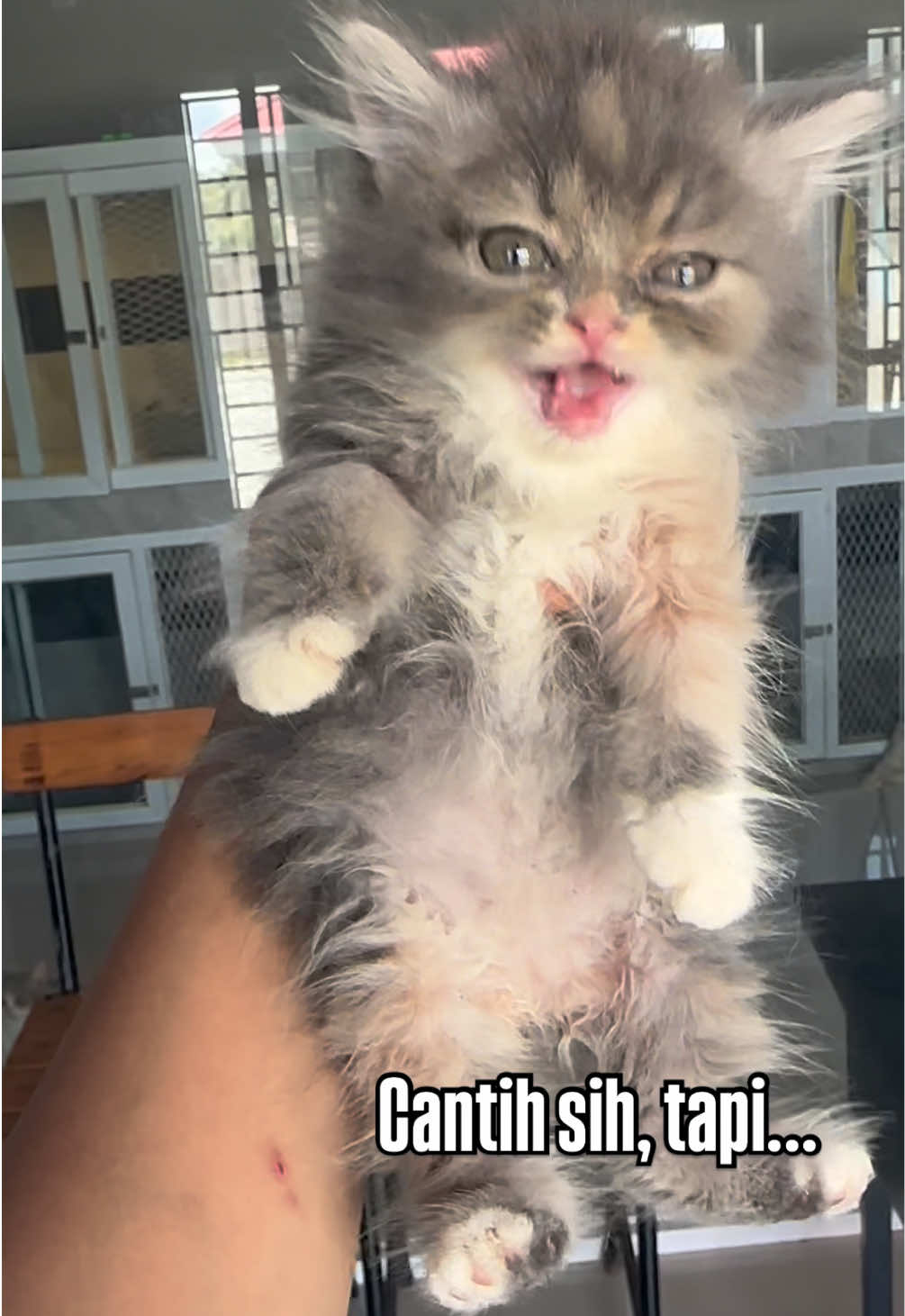 @FaenCattery