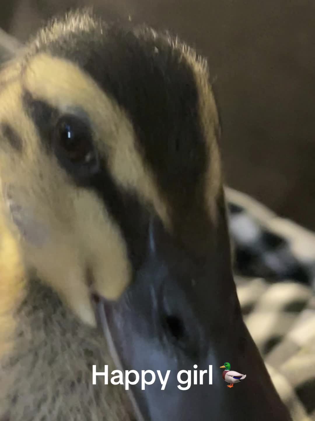 @ashleyT