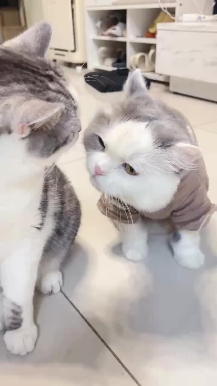 @migo是貓?