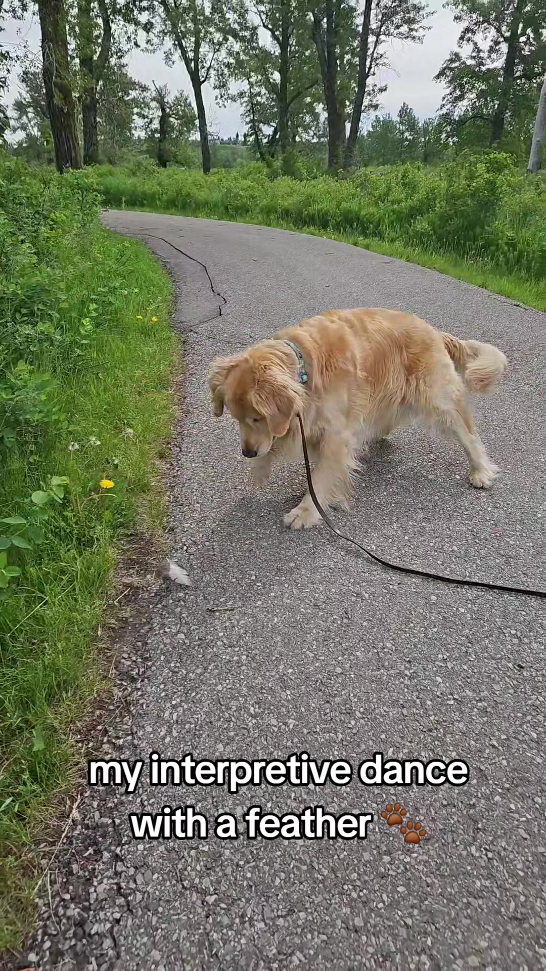 @🐶Griffin