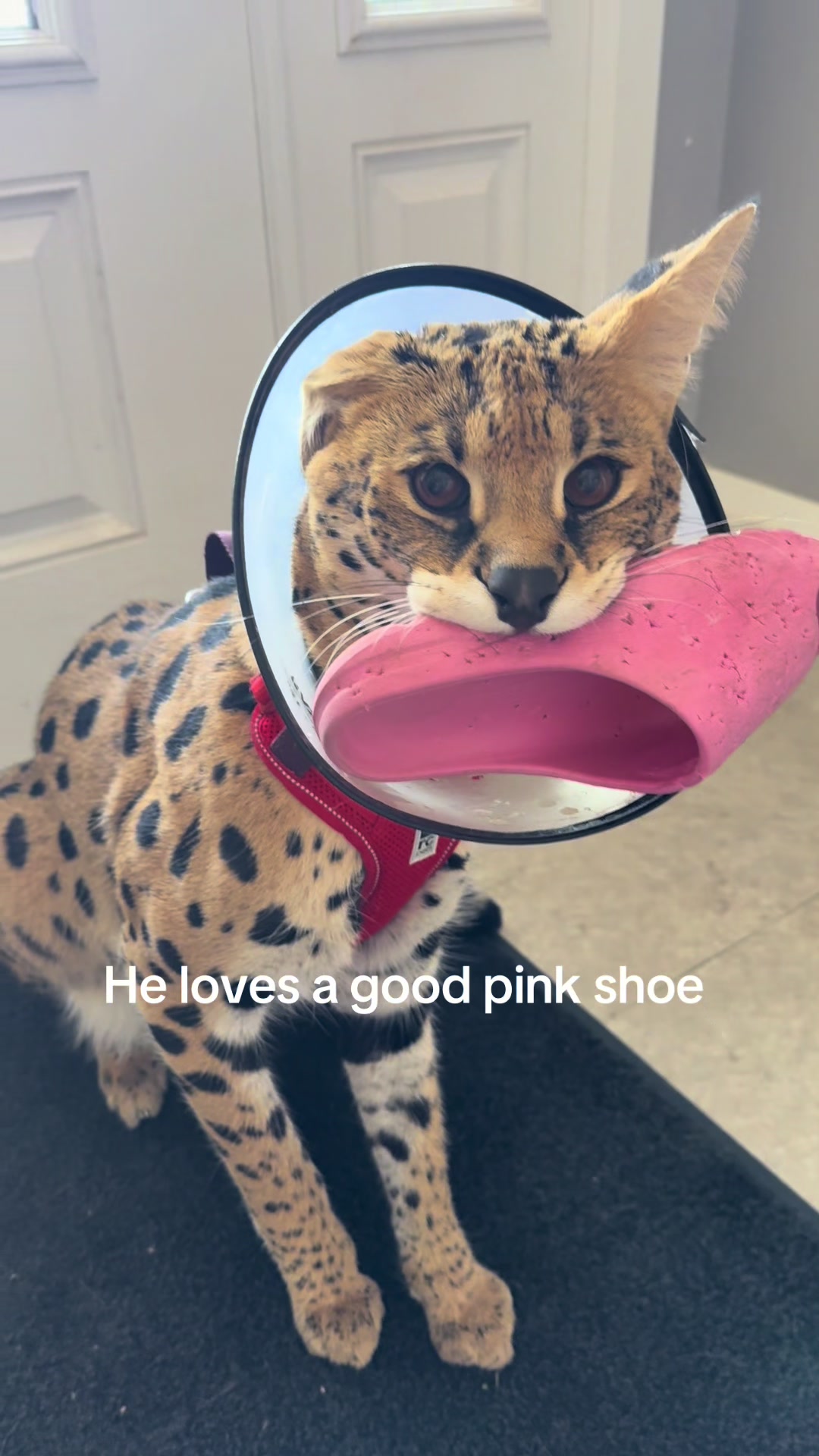 @milo the serval