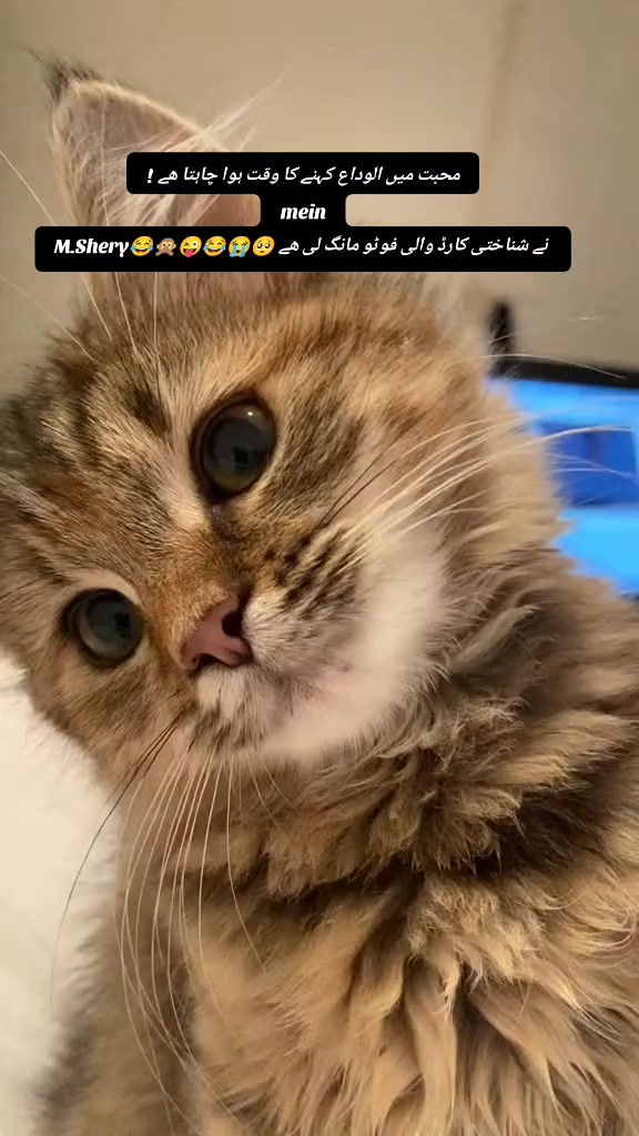@Shery46