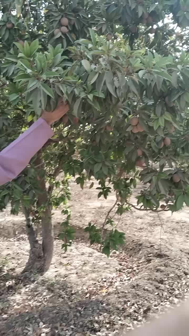 @Mirani Saif ALi