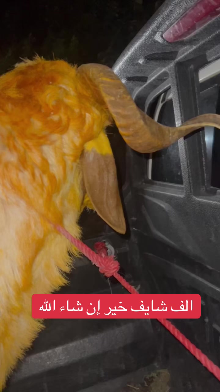 @عو مەر قەساب