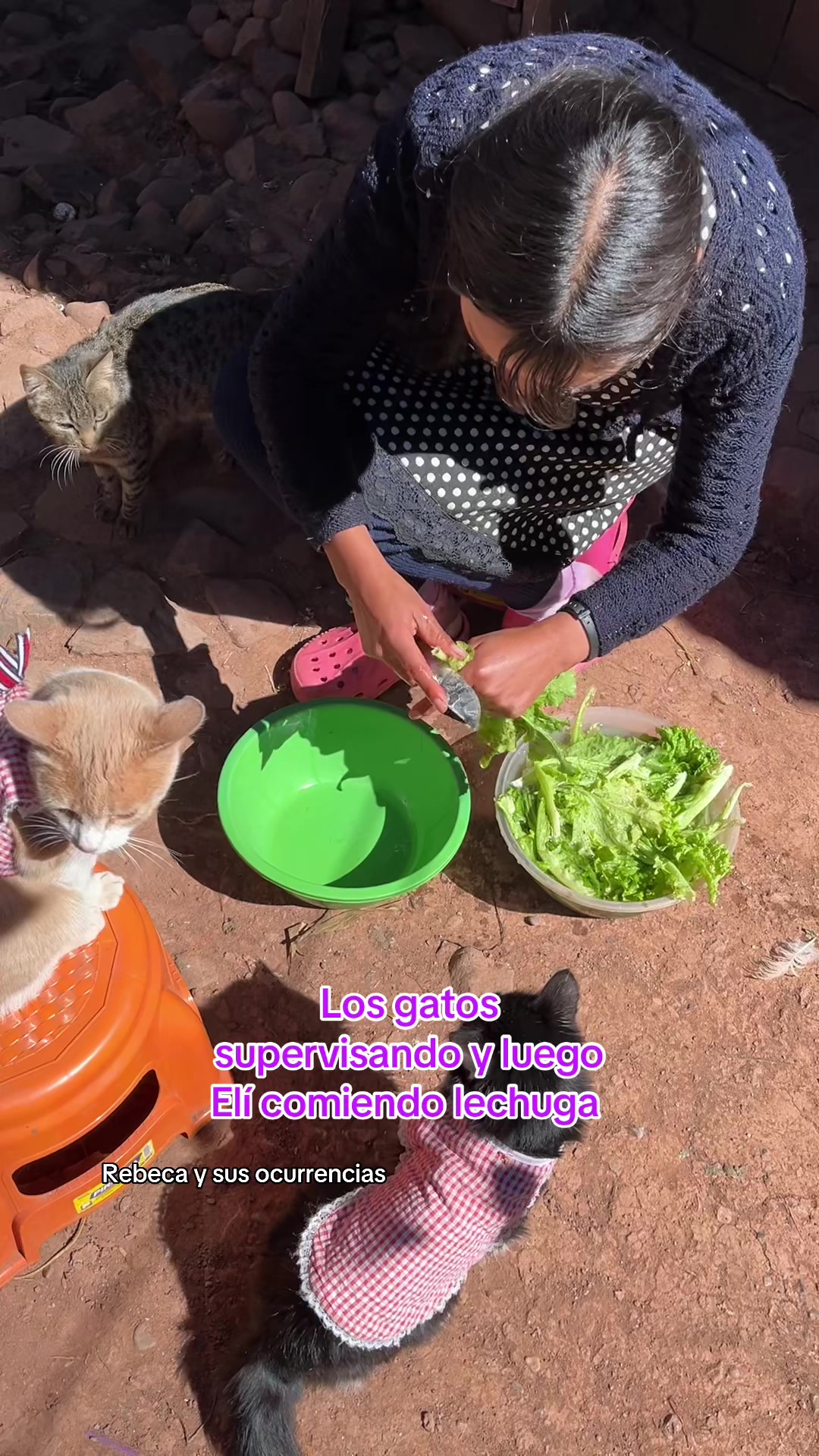 @🐈Rebeca y sus ocurrencias