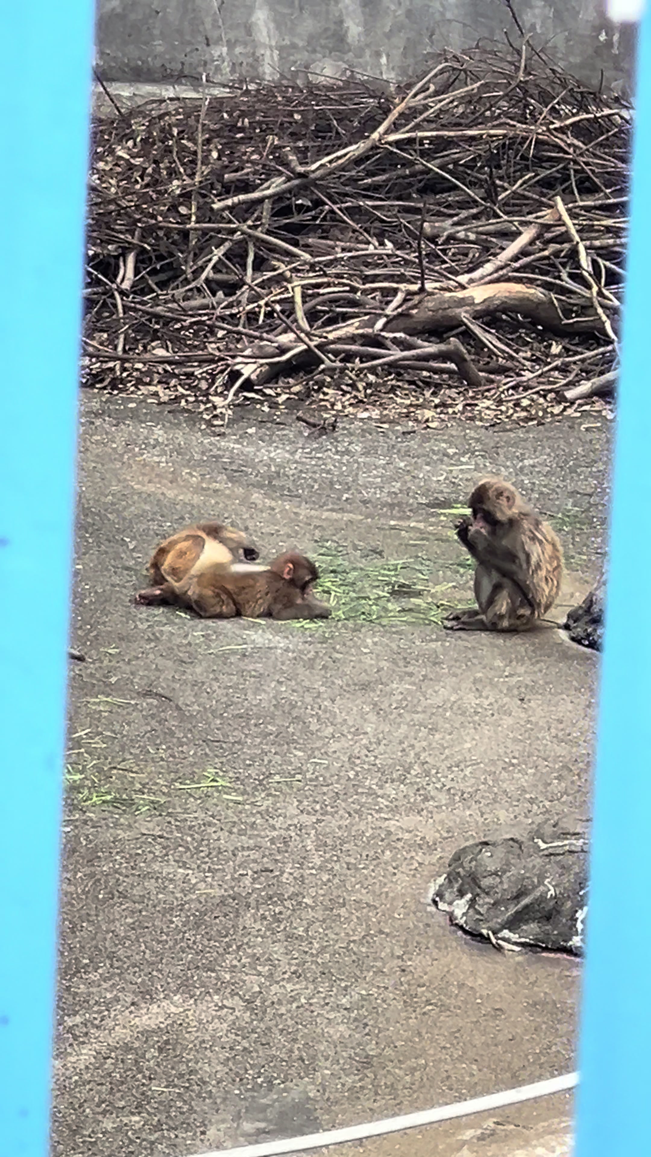 @パンチくん日記 | Punch Diary🇯🇵🐒