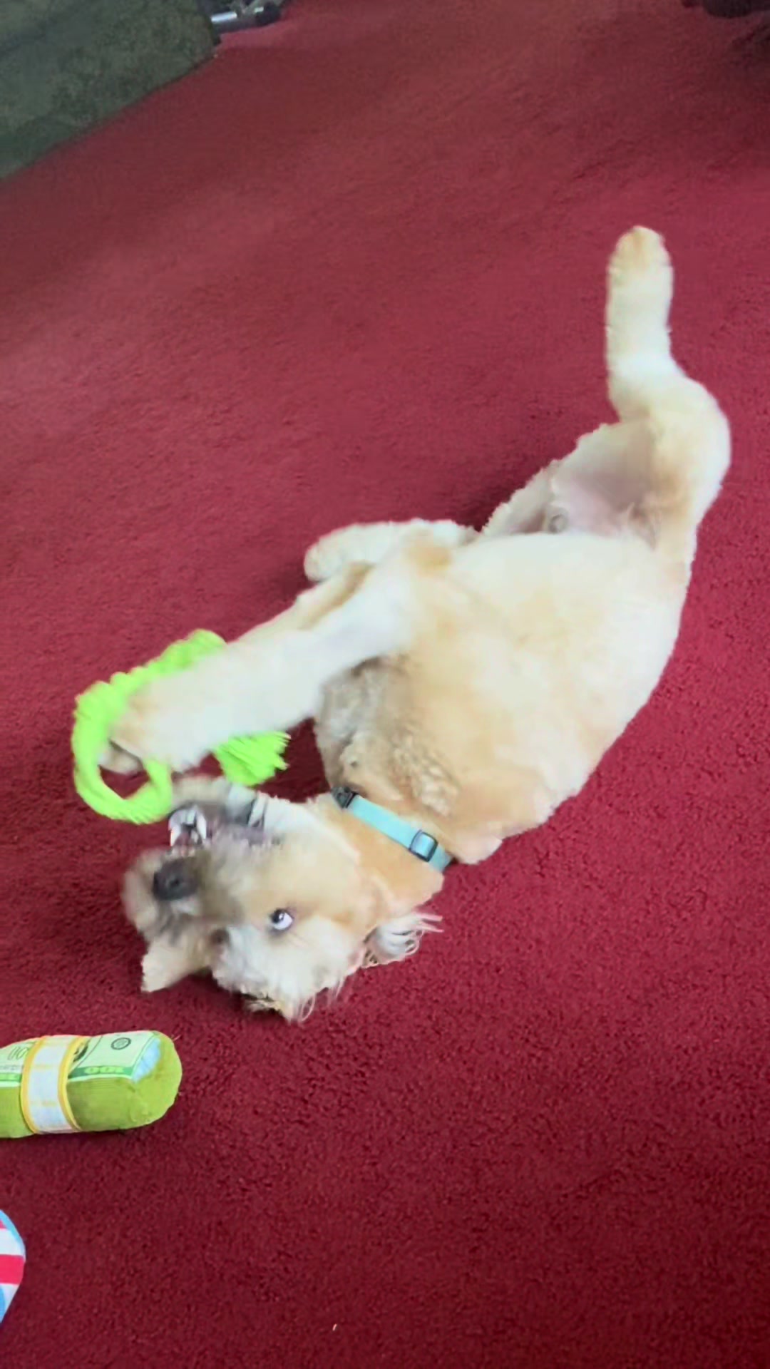 @The Belly Rub Hub
