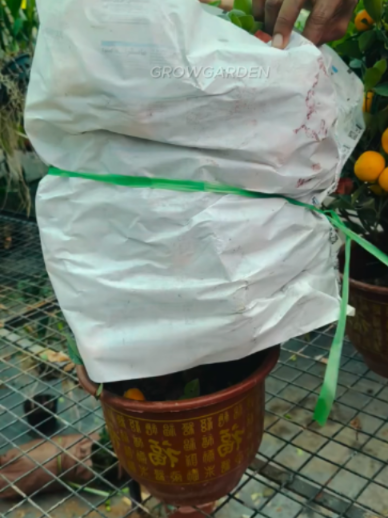 @Grow Garden | Plantas