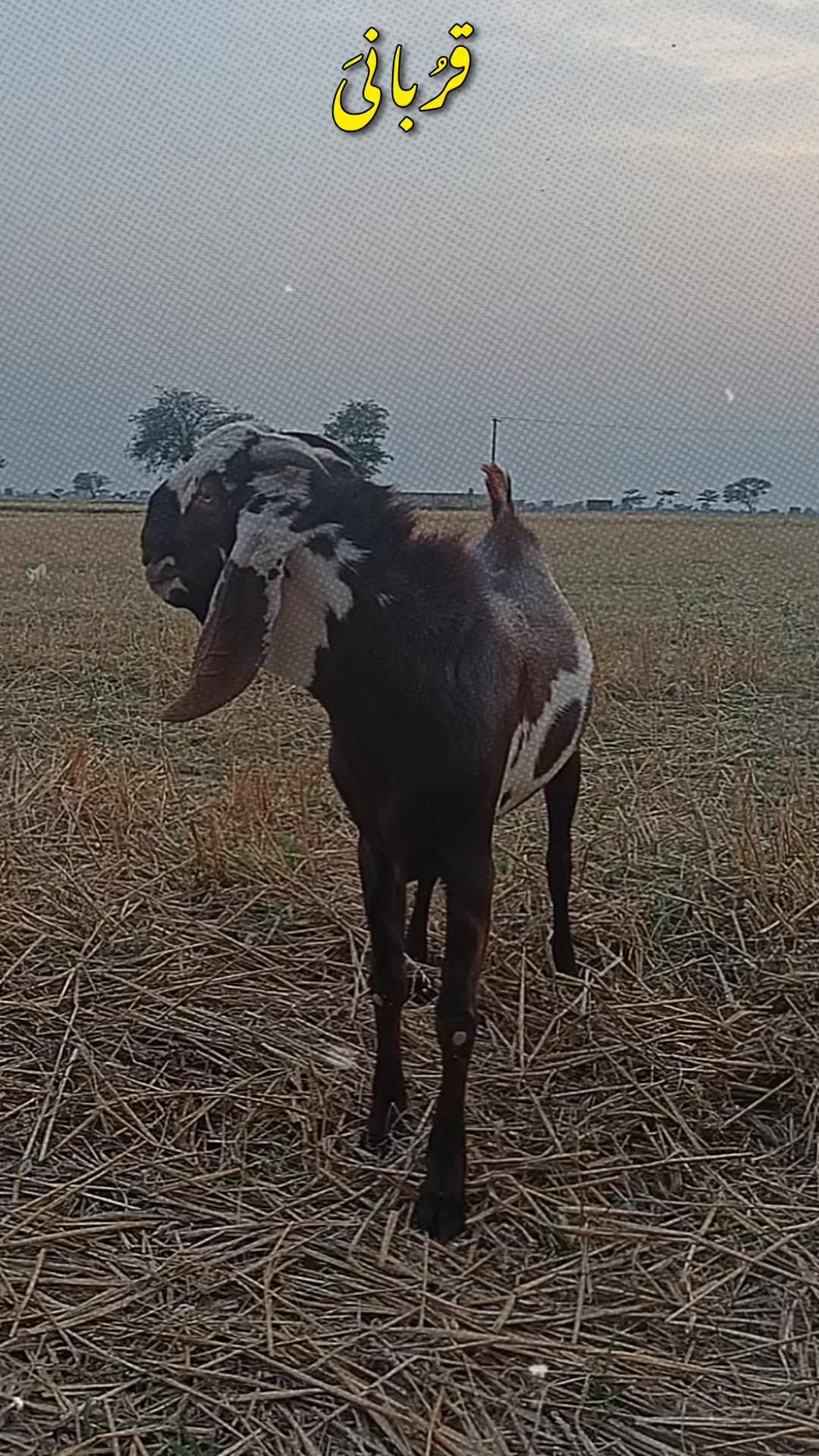 @Raja Adeeb Arif