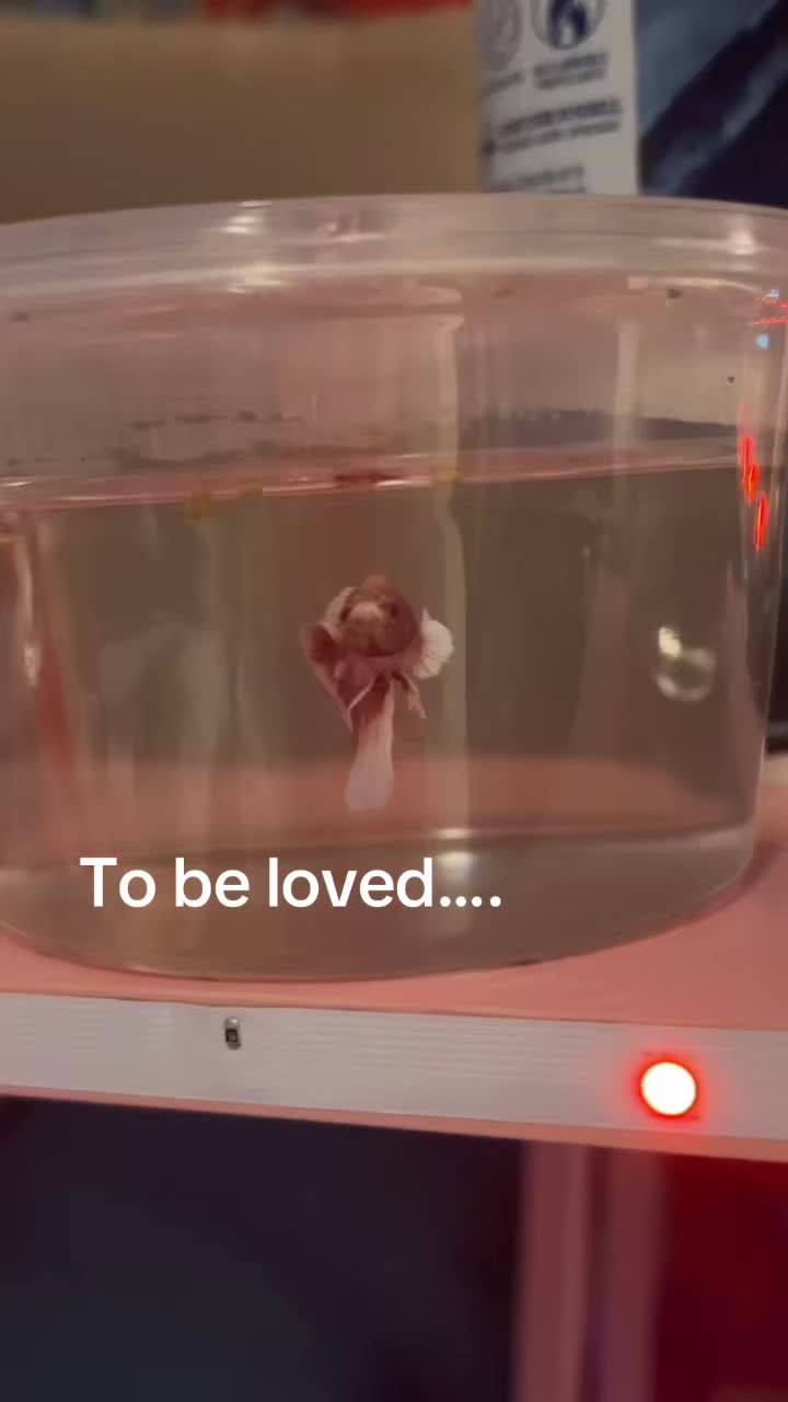 @Lil anixtey