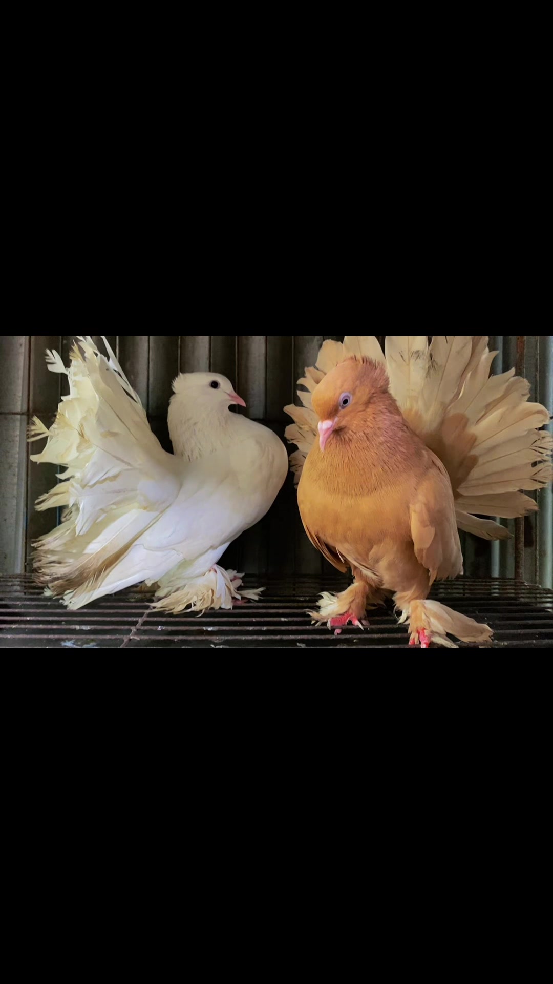 @Rayhan's Pets