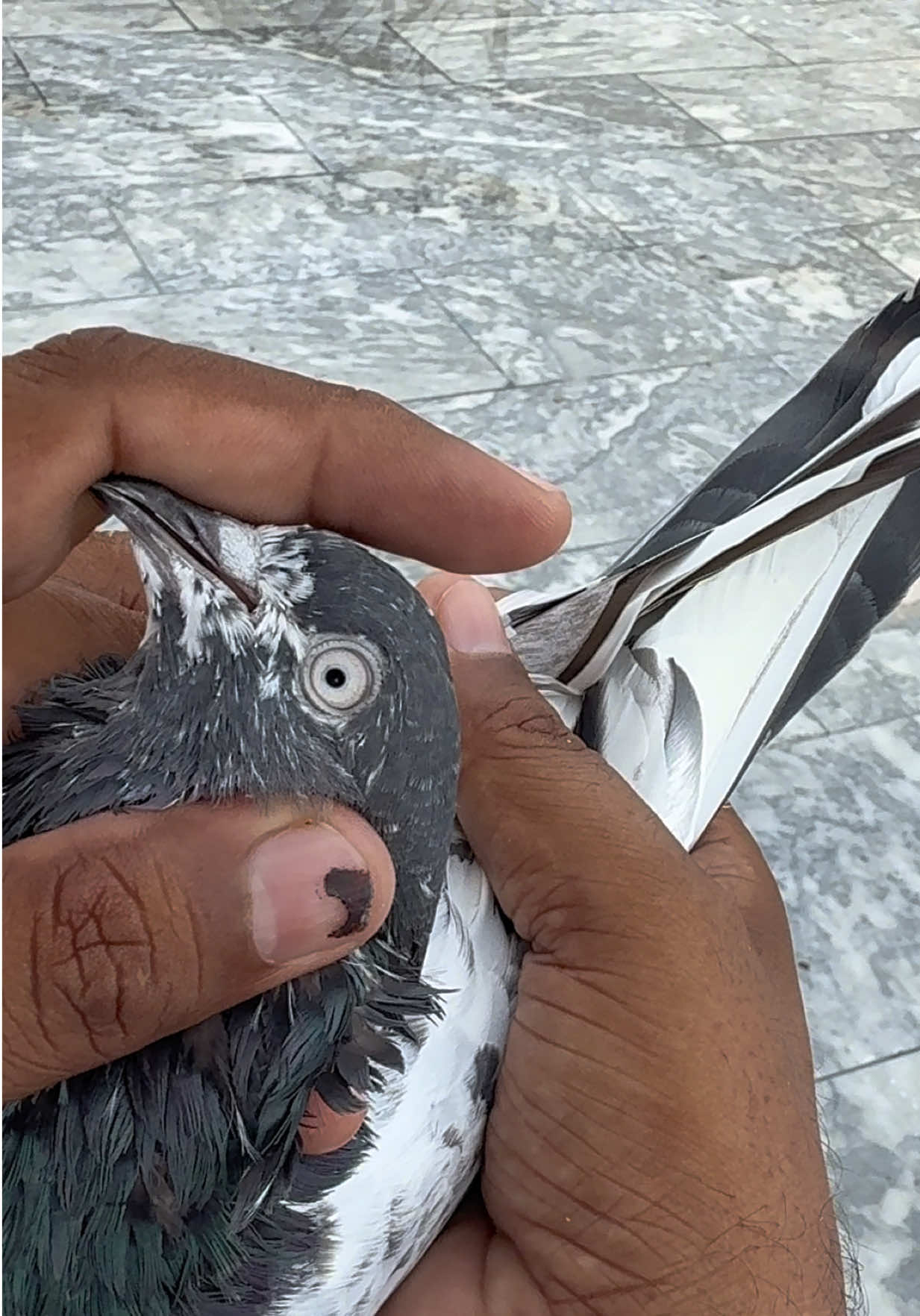 @Aero Pigeons Club