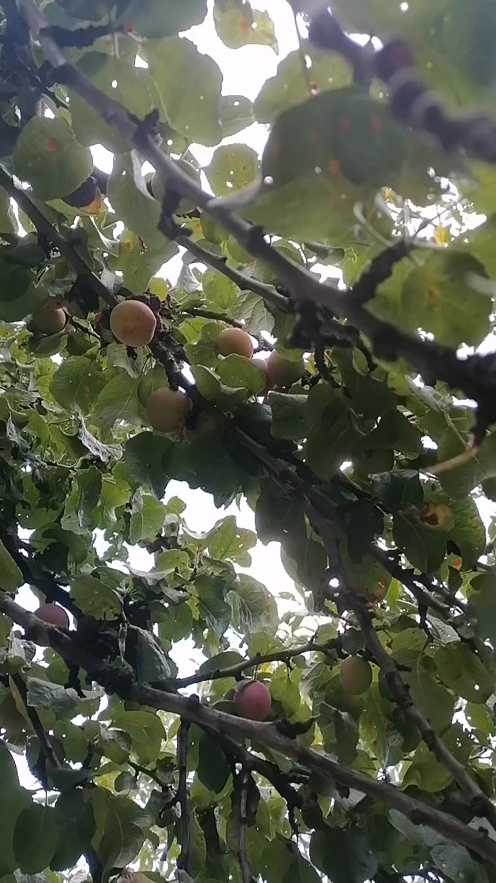 @Алехандро Регіс