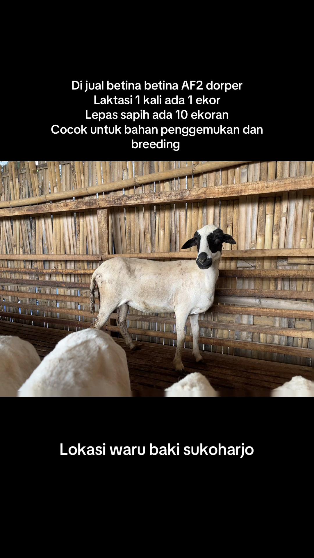 @peternakankambingsolo