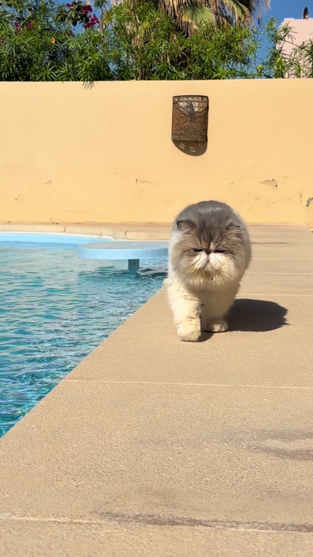 @thezenkitty