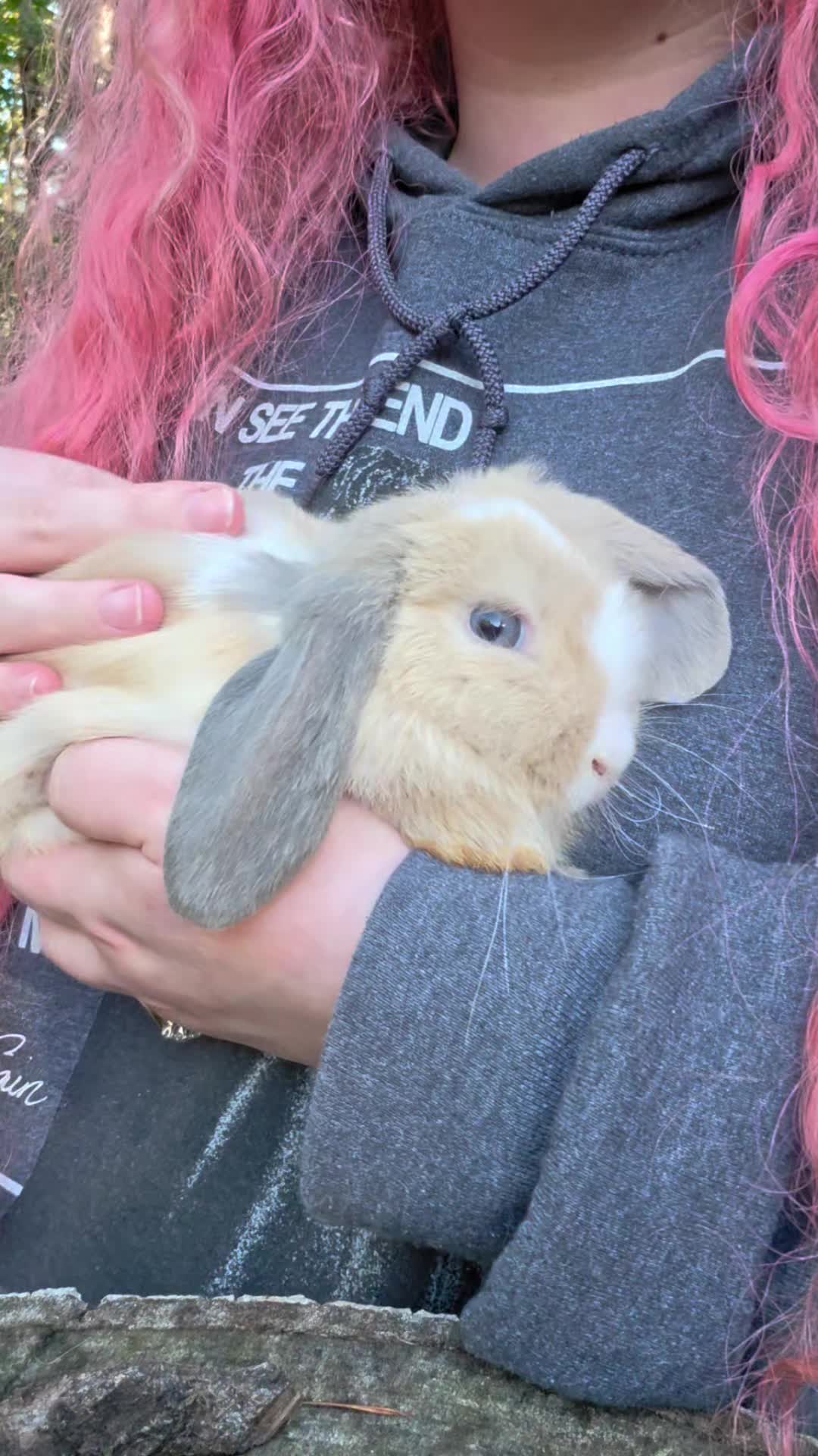 @Darling Rabbitry