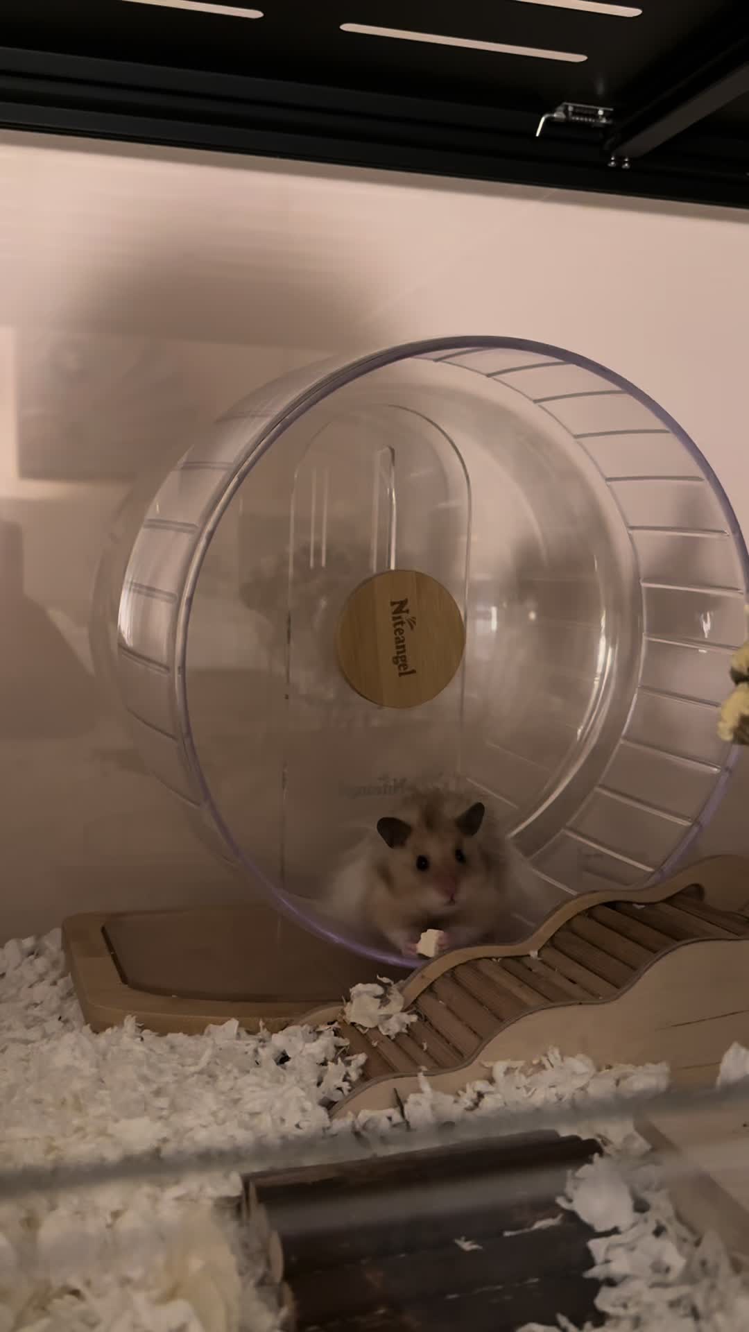@hamsterwlw