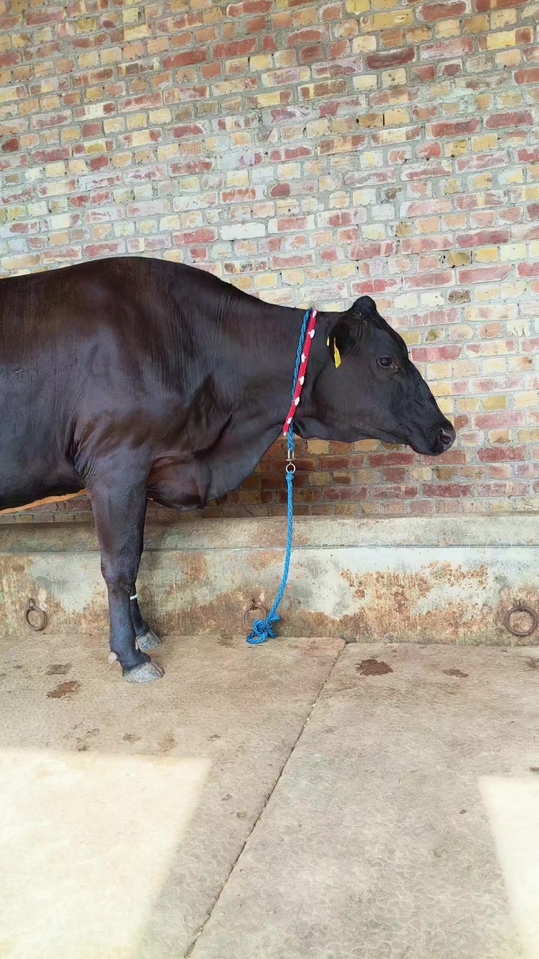 @joyia dairy farm