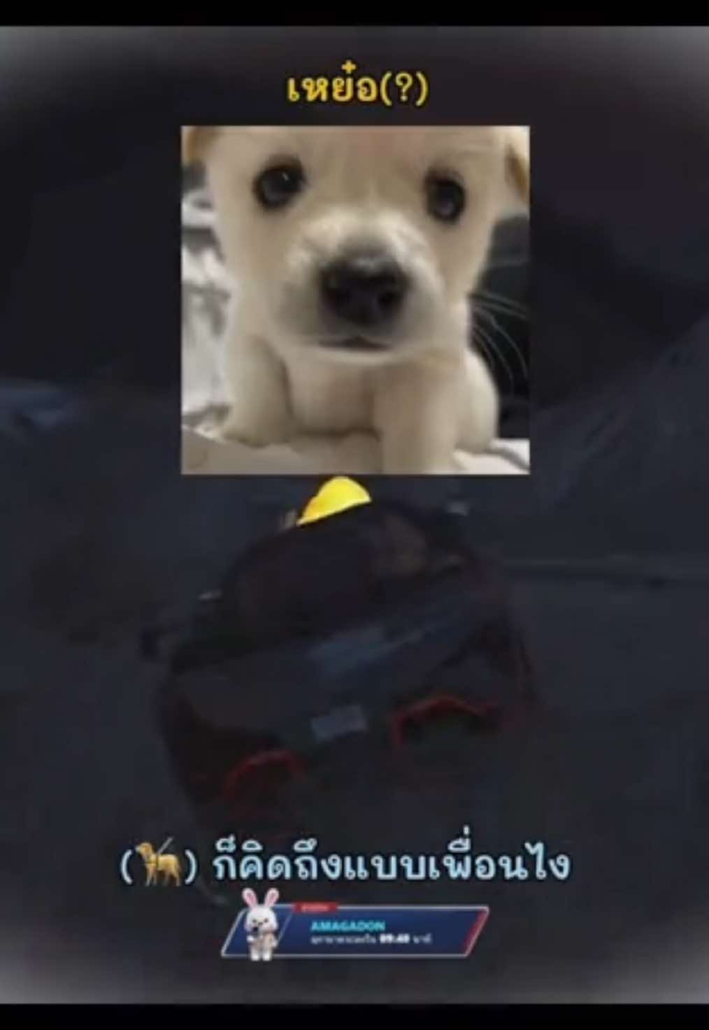 @Meowmieo