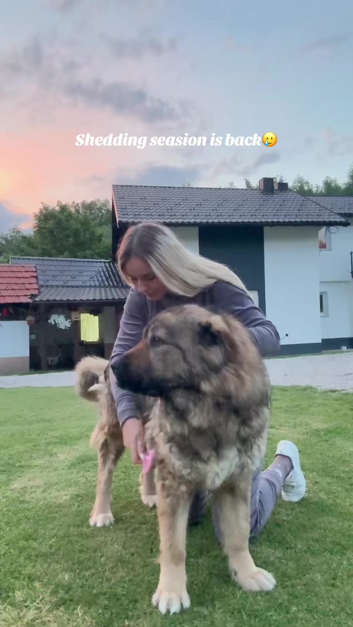 @Caucasian Shepheard Dogs