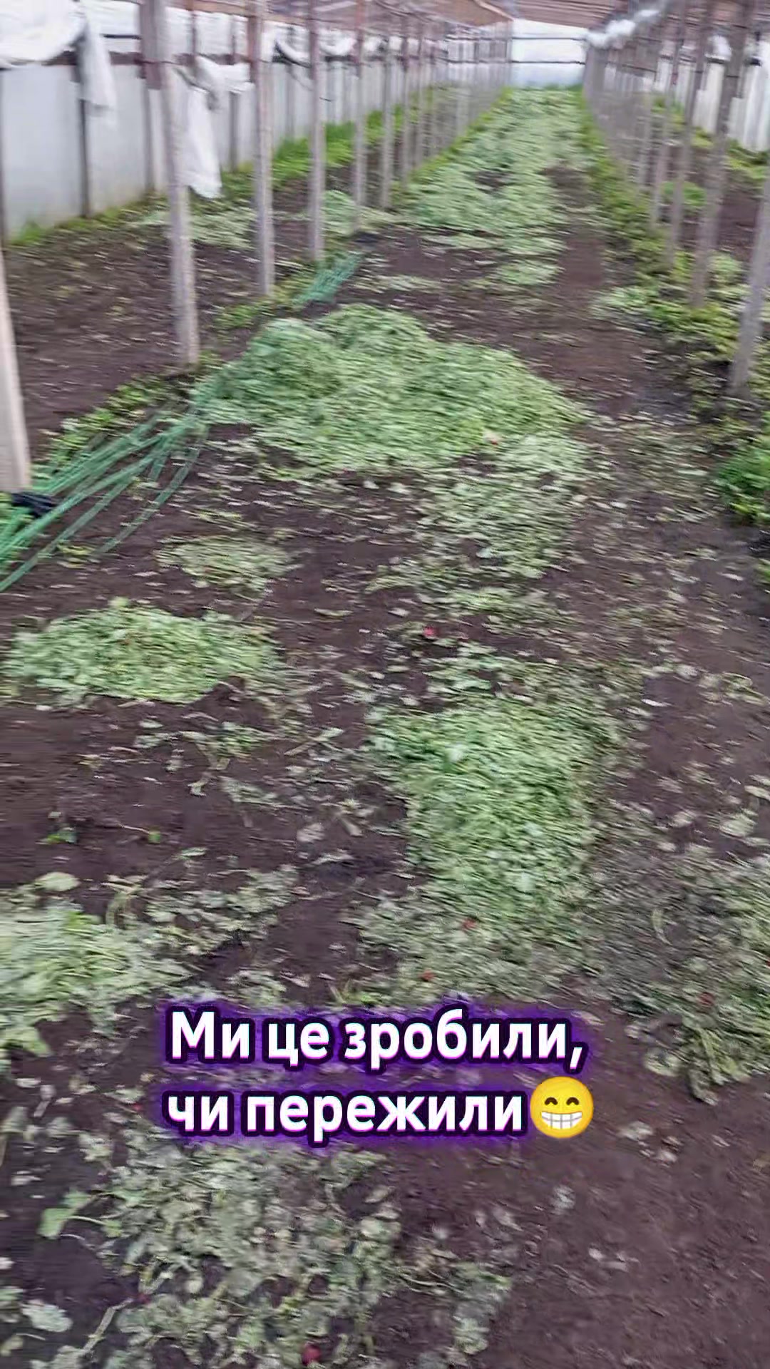 @veronika