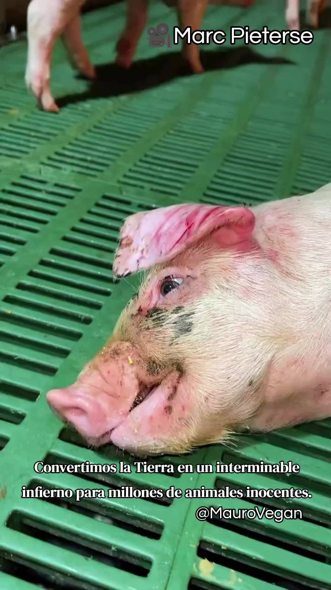 @Mauro Vegan🐑