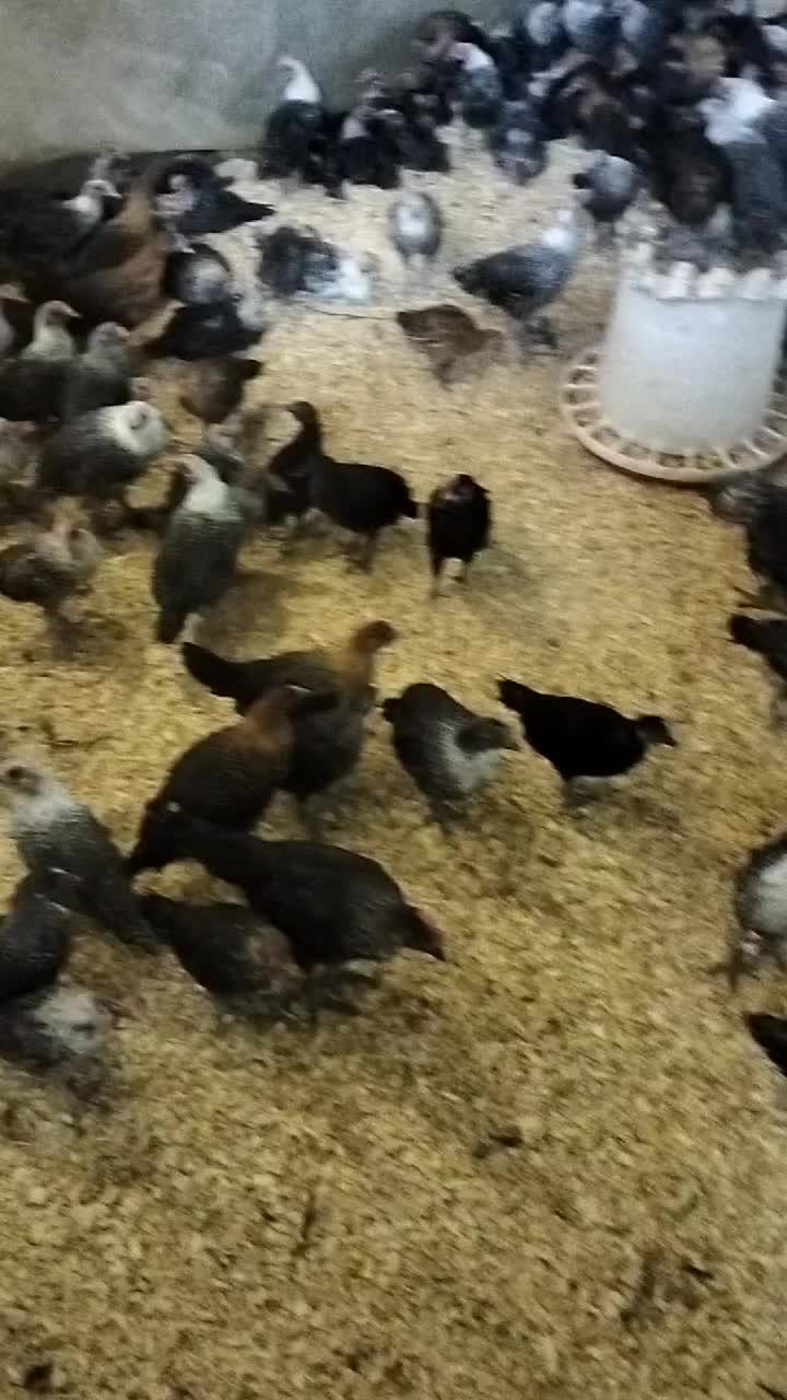 @فيومي ذهبي صفاقس