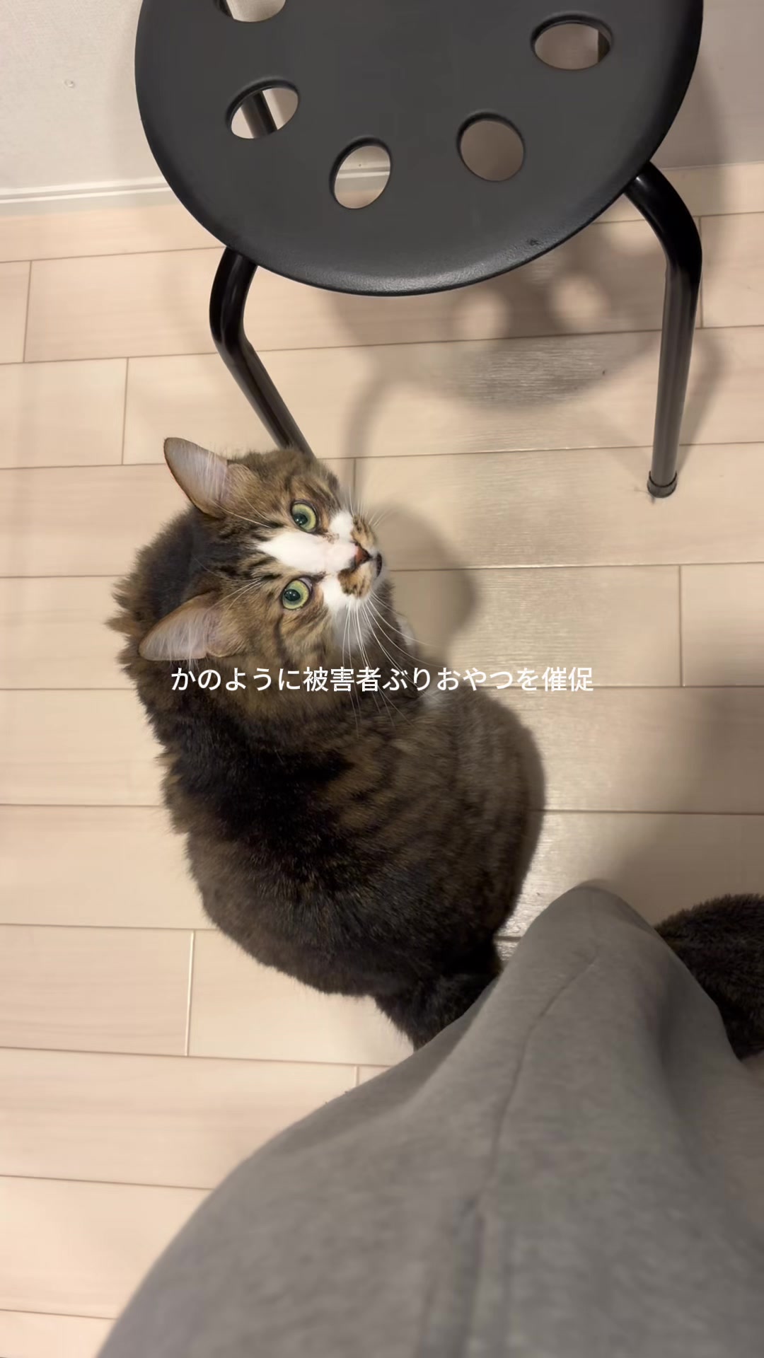 @ほたてくん