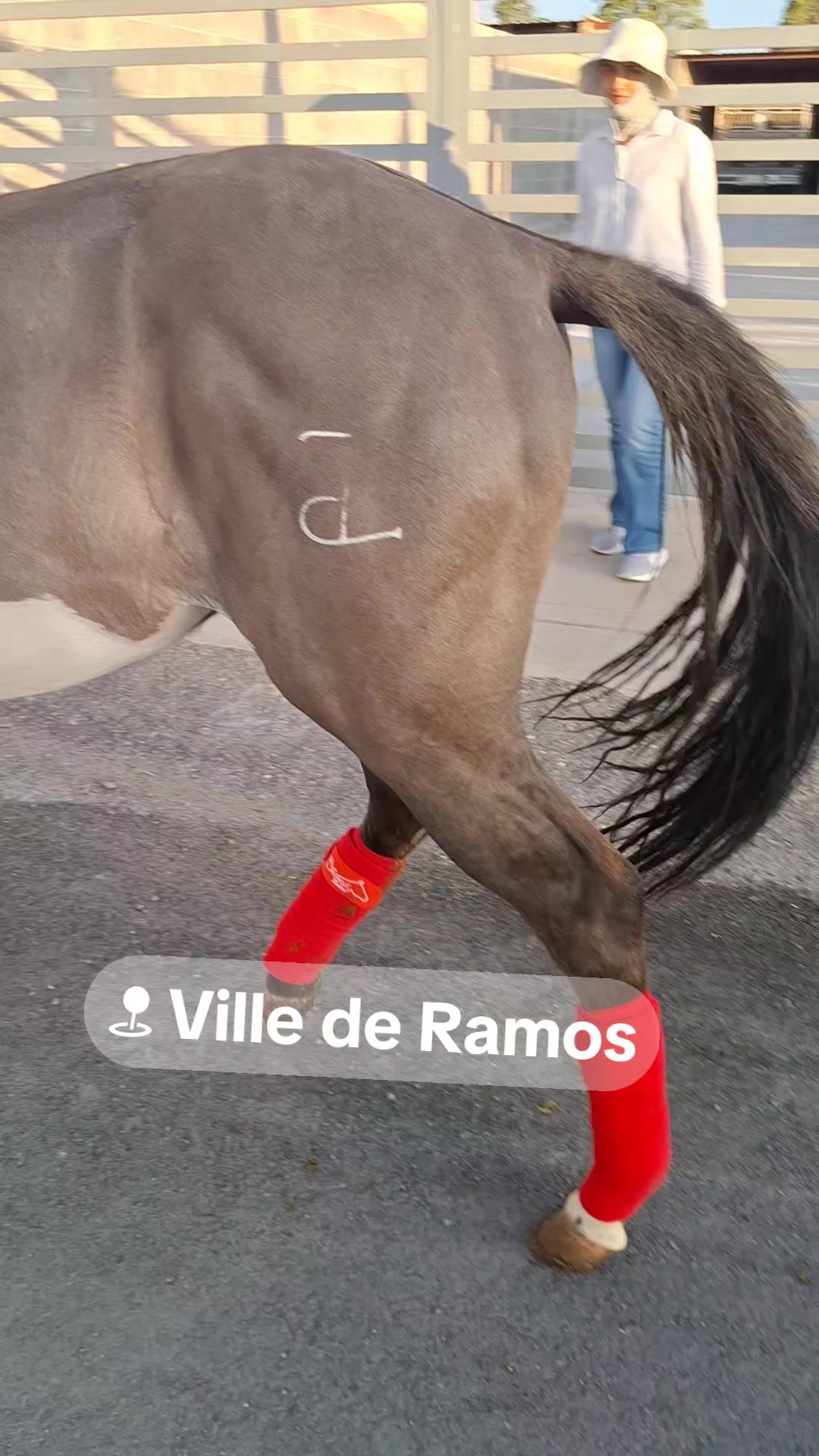 @EvHorses Zacatecas