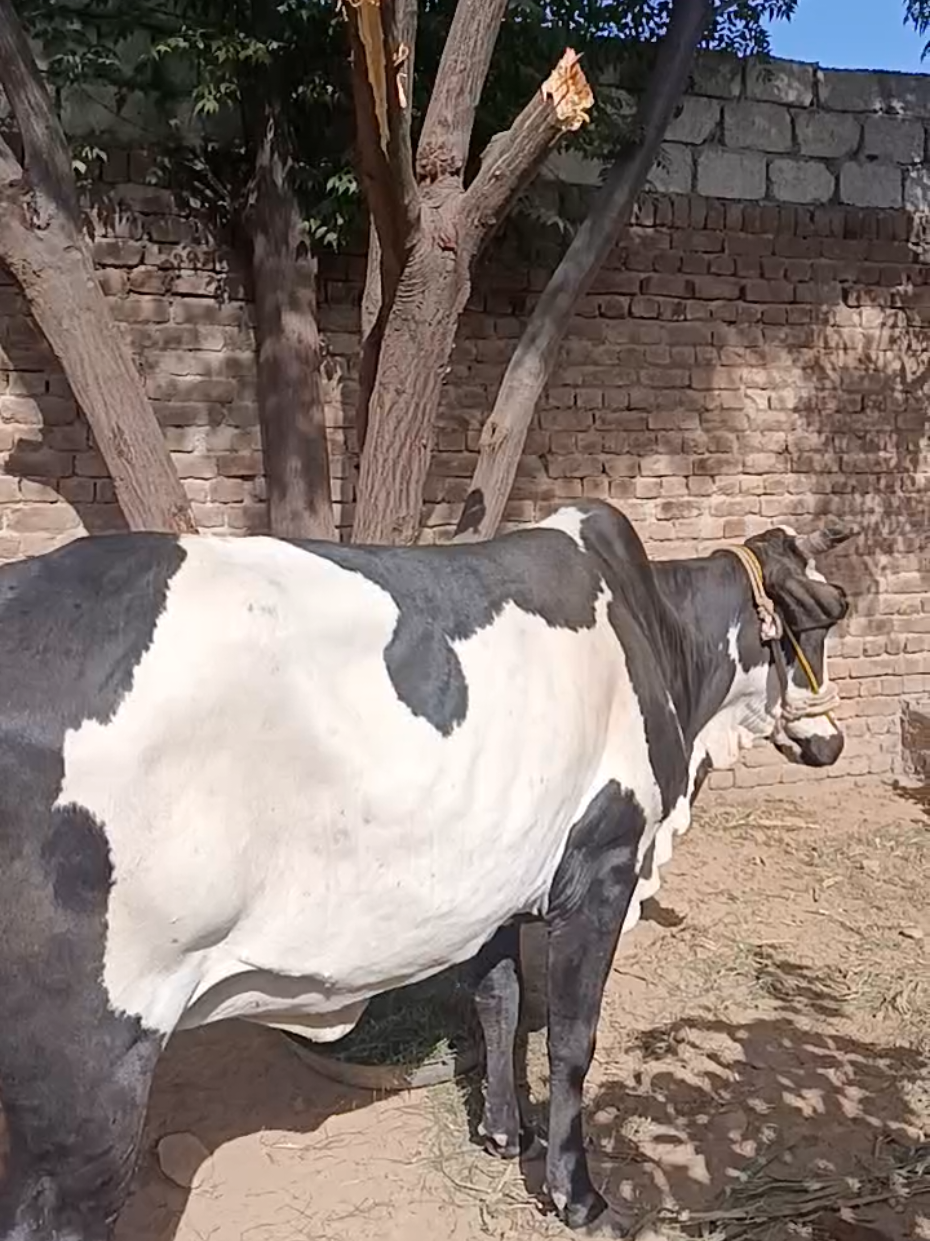 @Nayab Jani