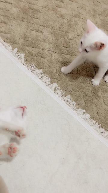 @ســرســوره💕🎀