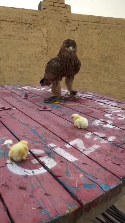 @̶E̶a̶g̶l̶e̶ ̶k̶i̶n̶g̶ ̶2̶0̶7