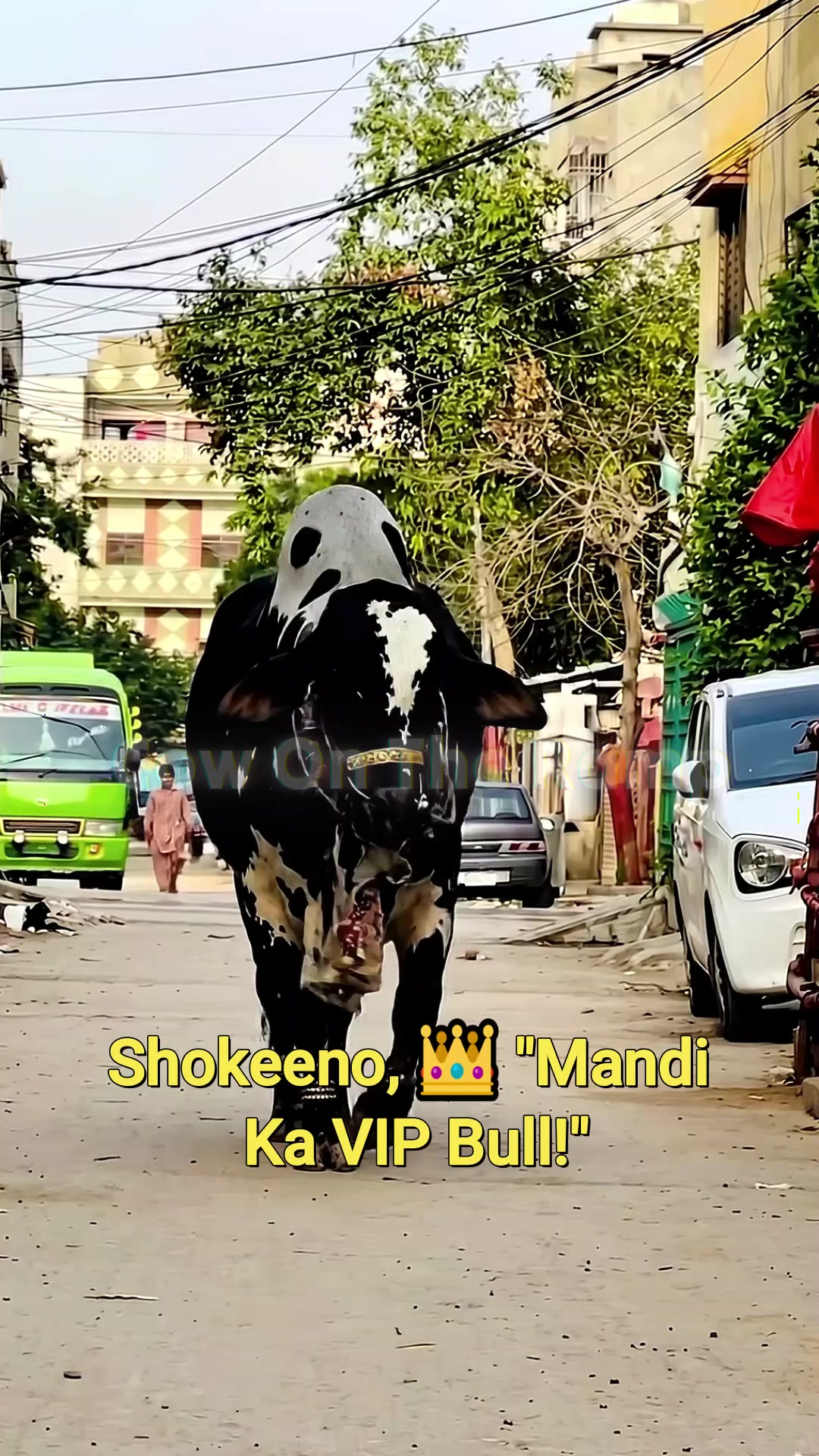 @Cow On The Ramp
