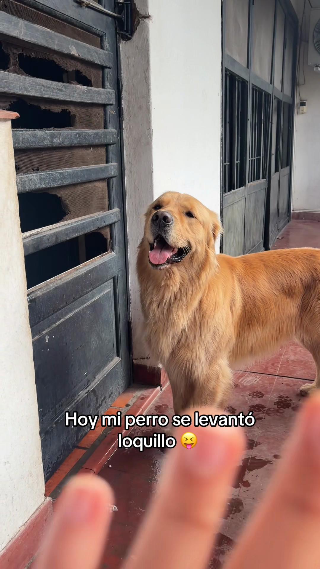 @Narco🐕🐾🐾