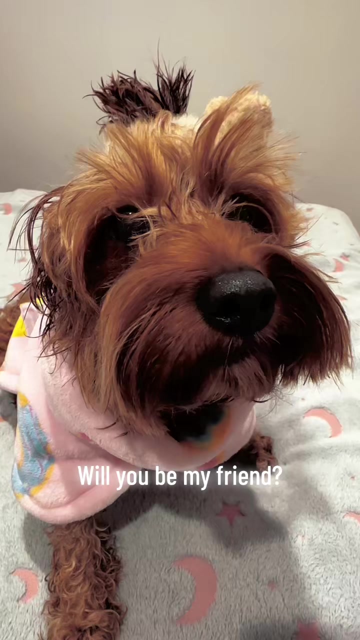 @Teddy the cutie pie