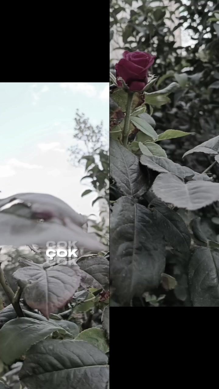 @kelebeğin R&uuml;yası 44
