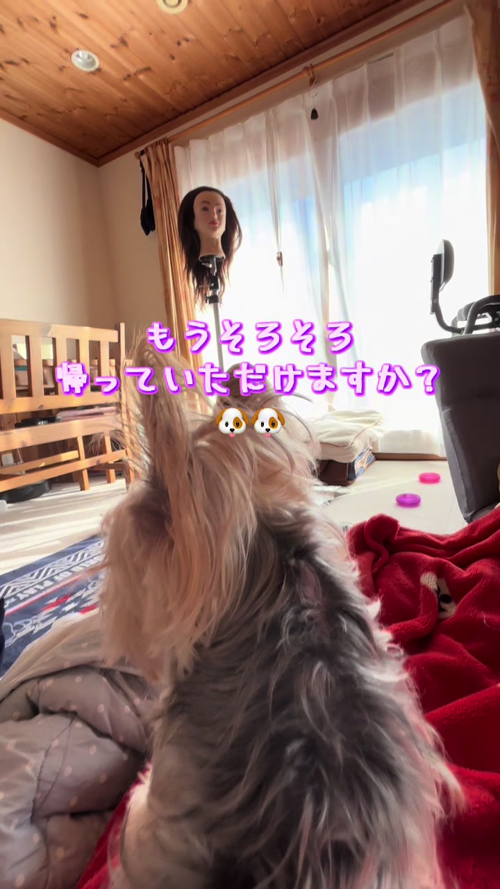 @🎀 ヨーキー のJulie and tia 🎀