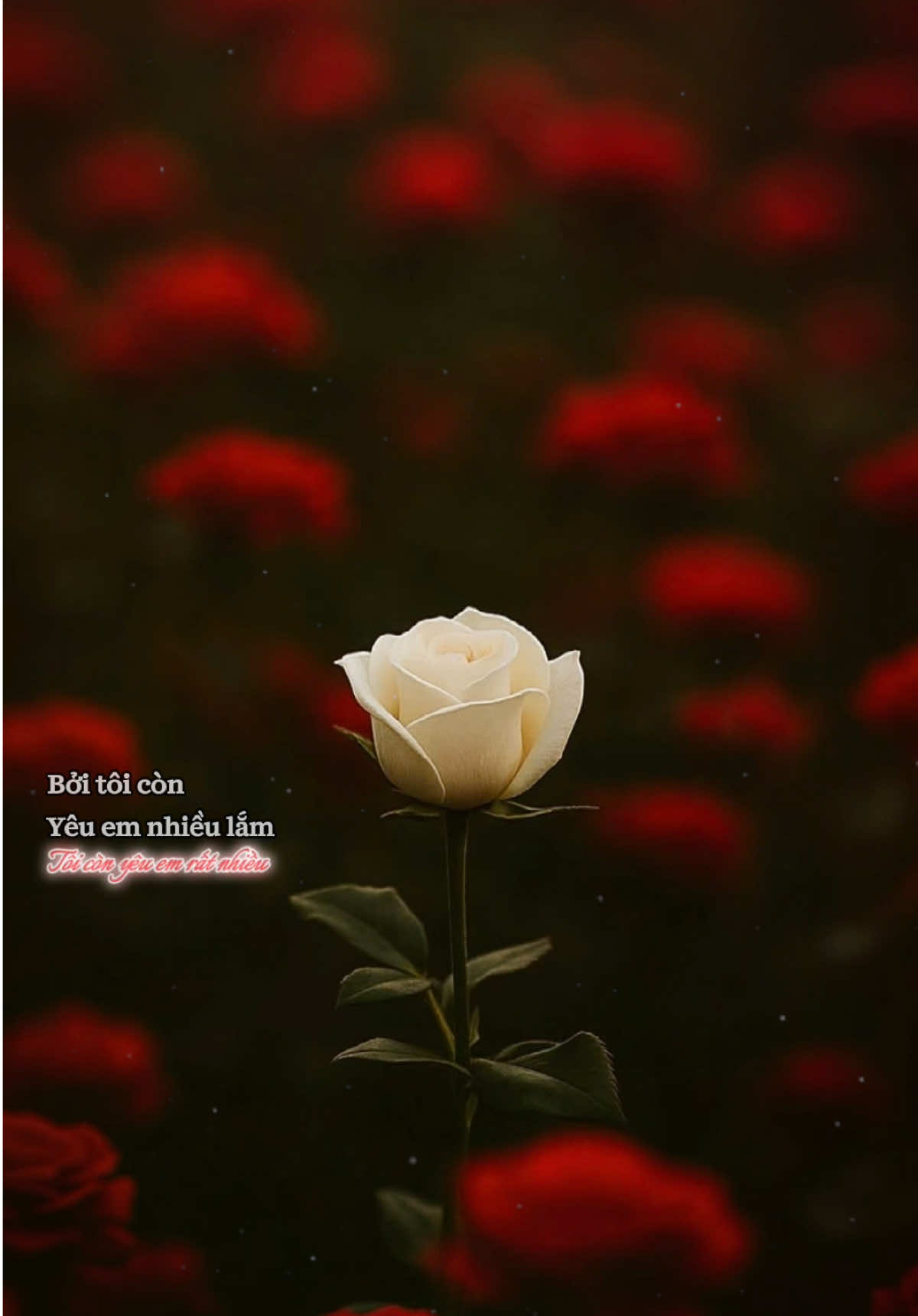 @꧁•♛.....★ 𝙆𝙀𝙔-𝙏 ★.....♛•꧂