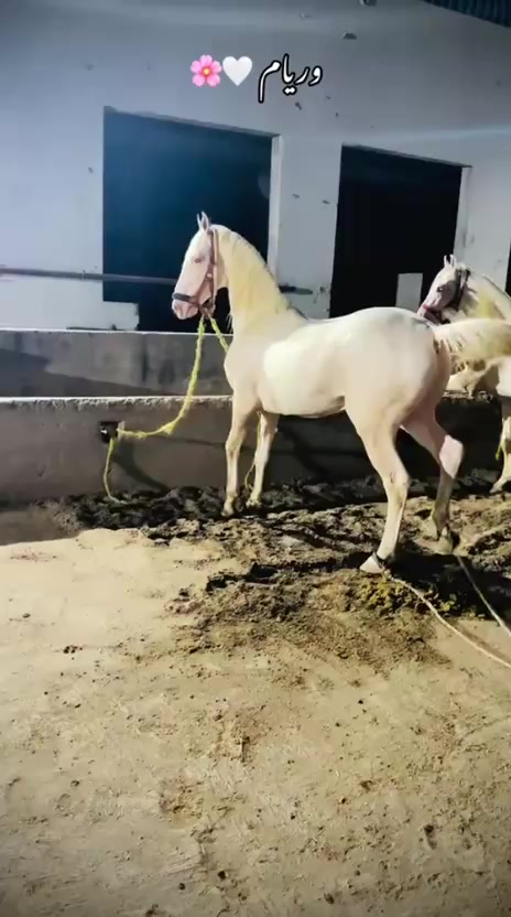 @🐴❤️🔥