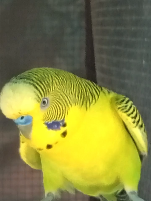 @AviarioRey45🇲🇽