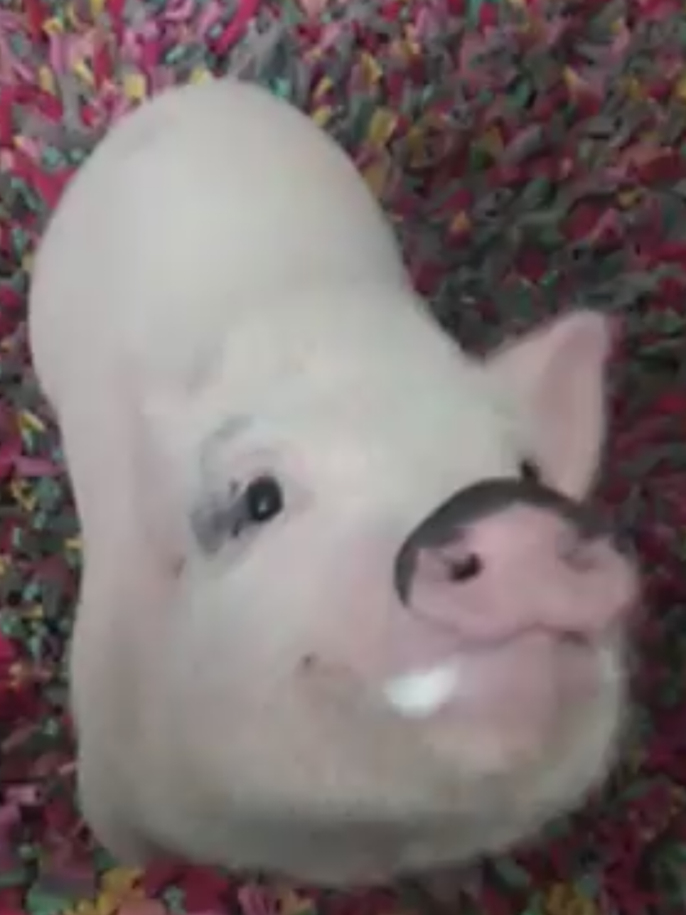 @🐷Ibi.pig🐷