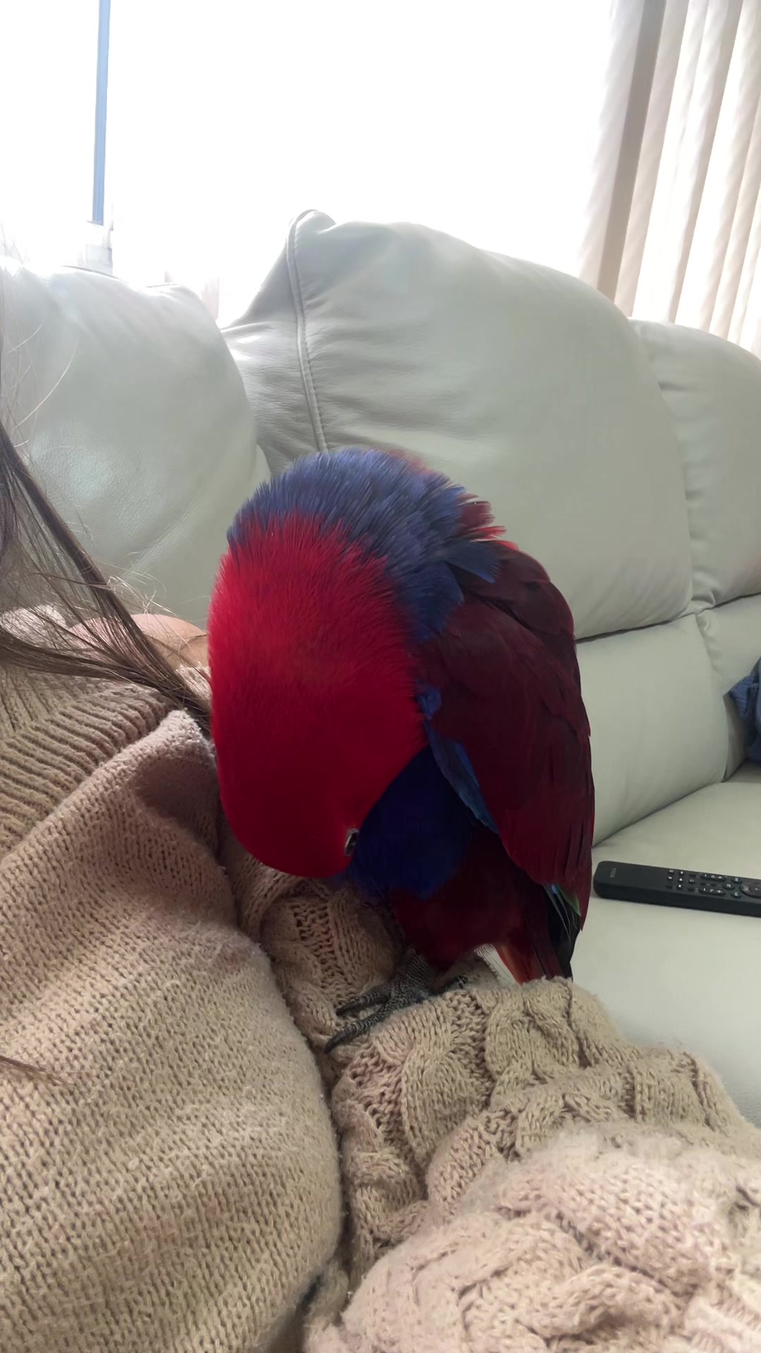 @Female parrot🥰👫🦜