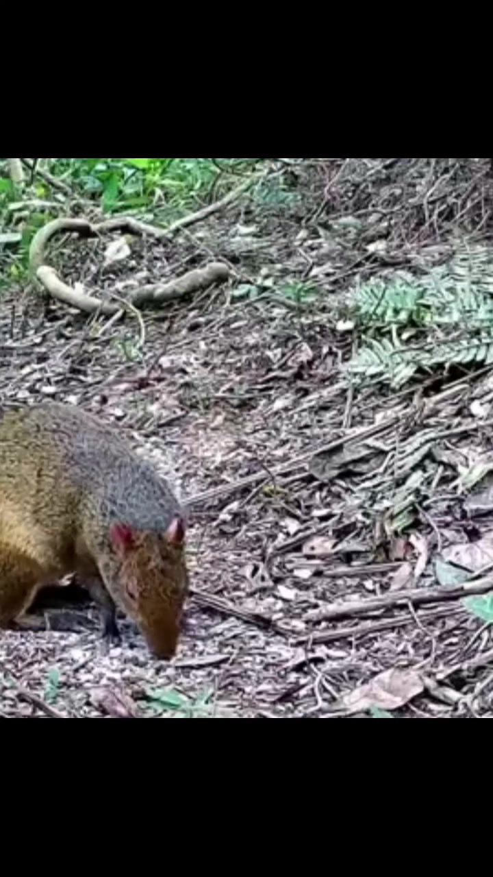 @Ca&ccedil;ador raiz