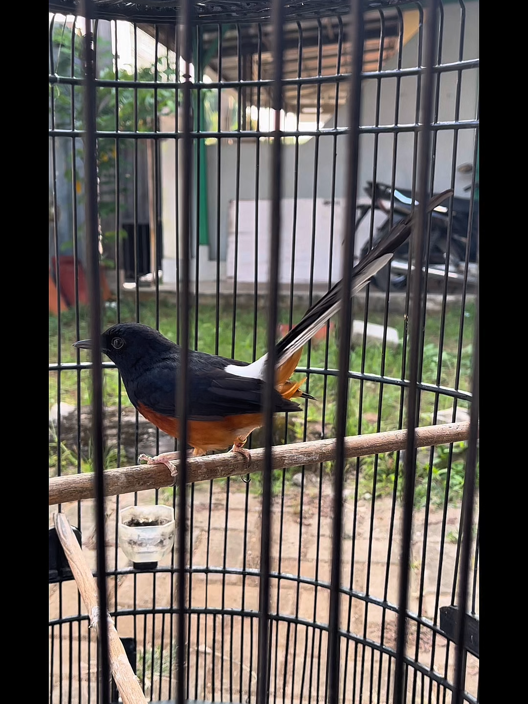 @Lapak Burung Indonesia