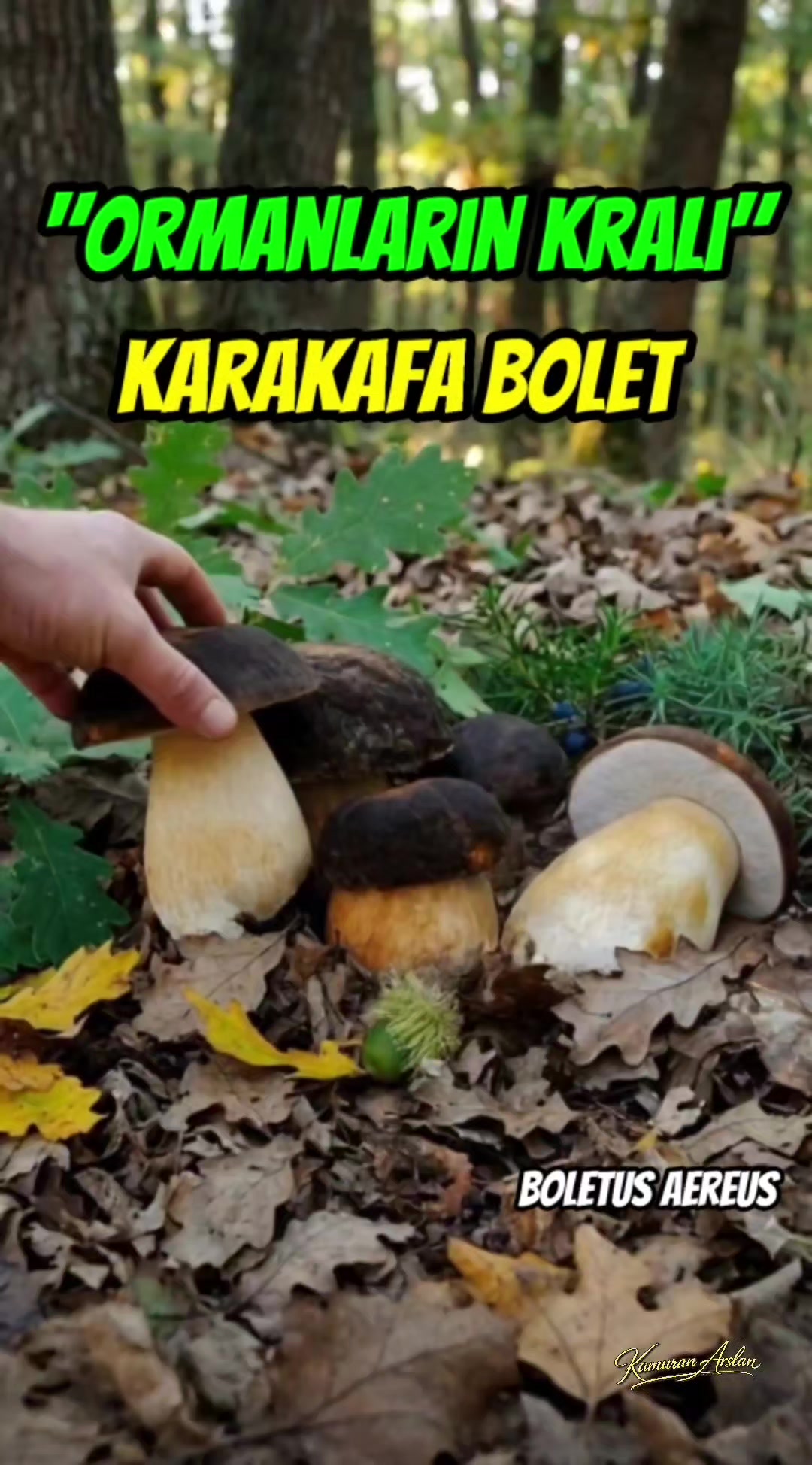 @Kamuran Arslan