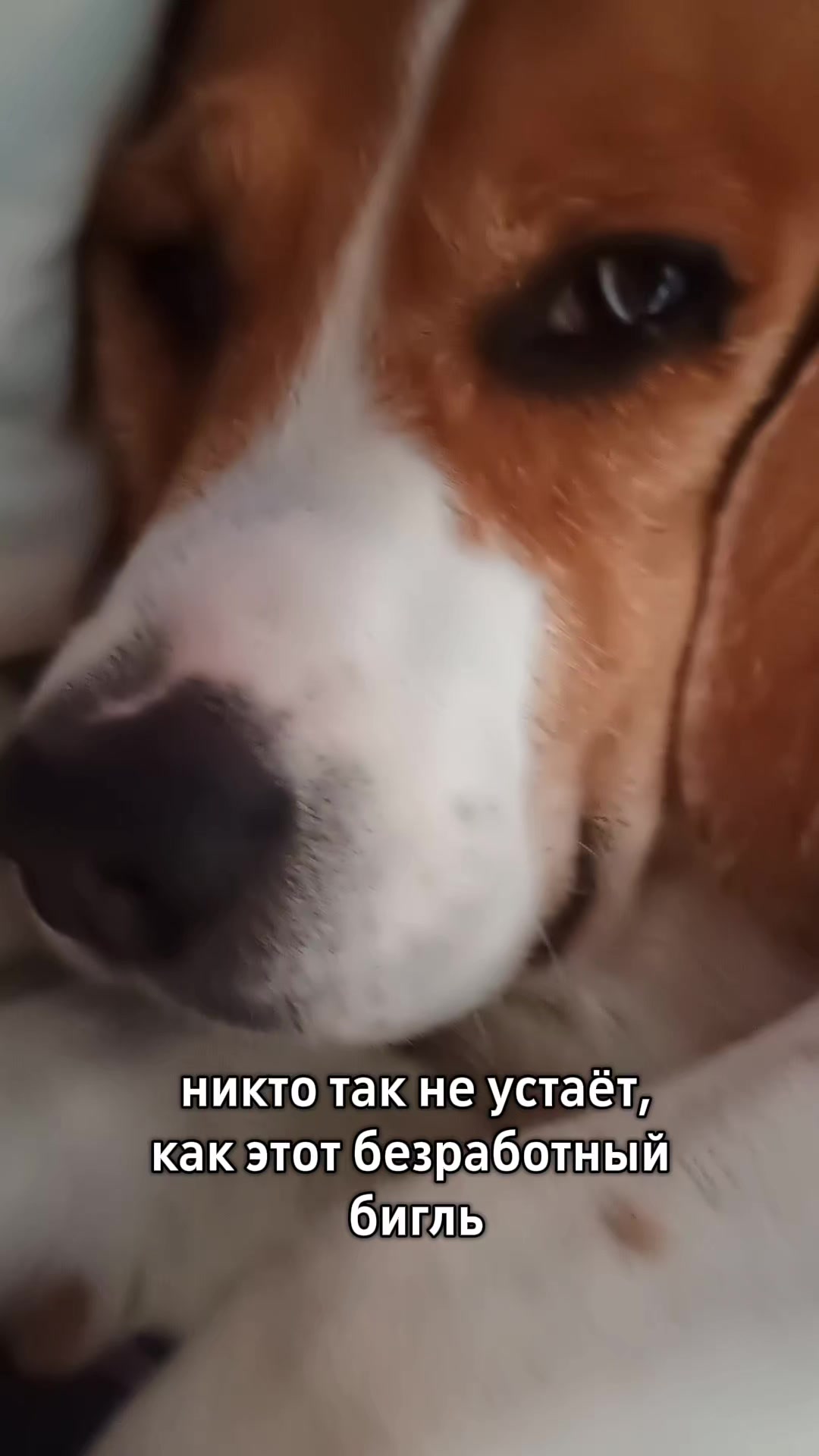 @Бигль Сэм и его семья.