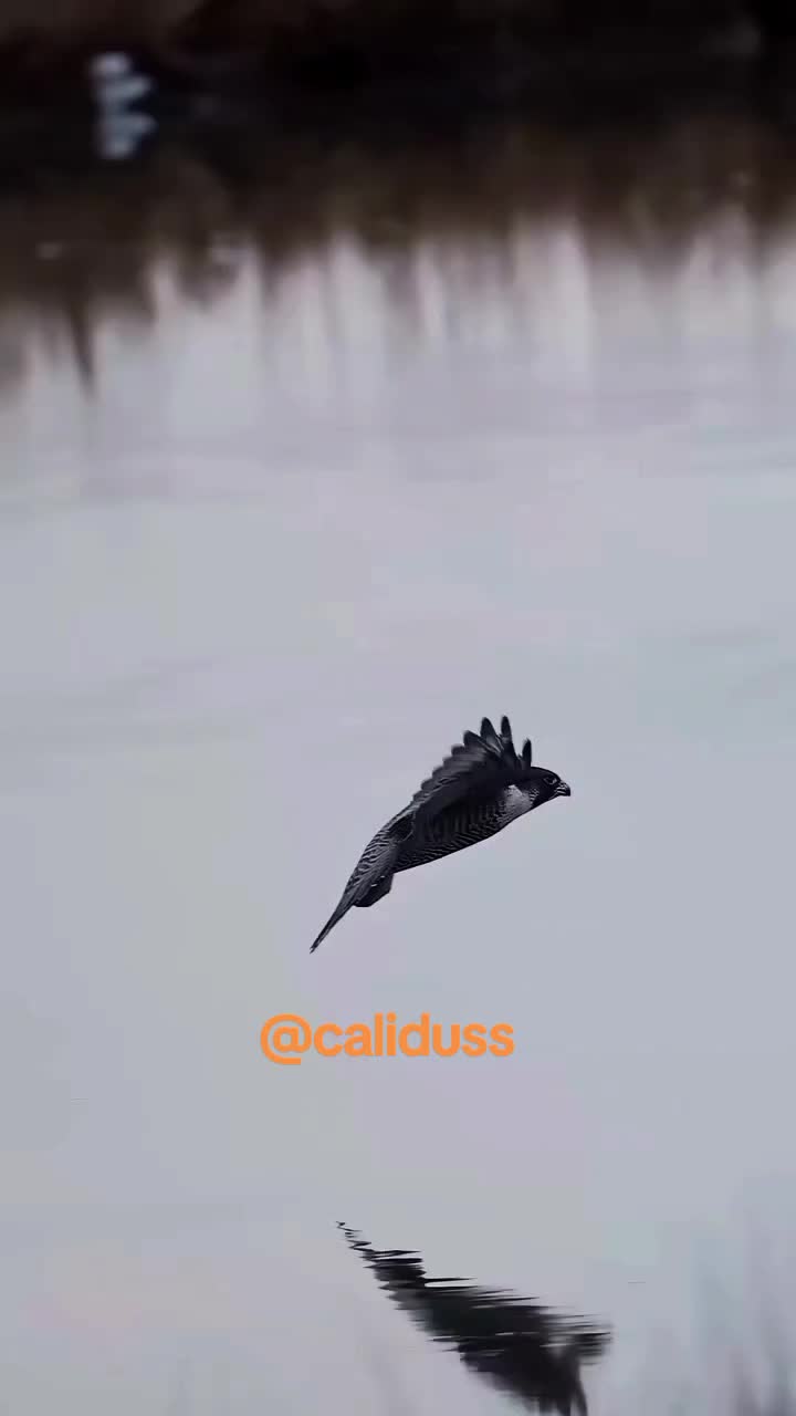 @الشاهين البحري🇲🇦