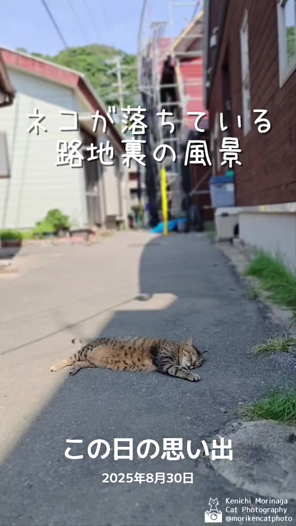 @猫写真家 森永健一