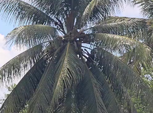 @🌴Alessandra martinez 🌴