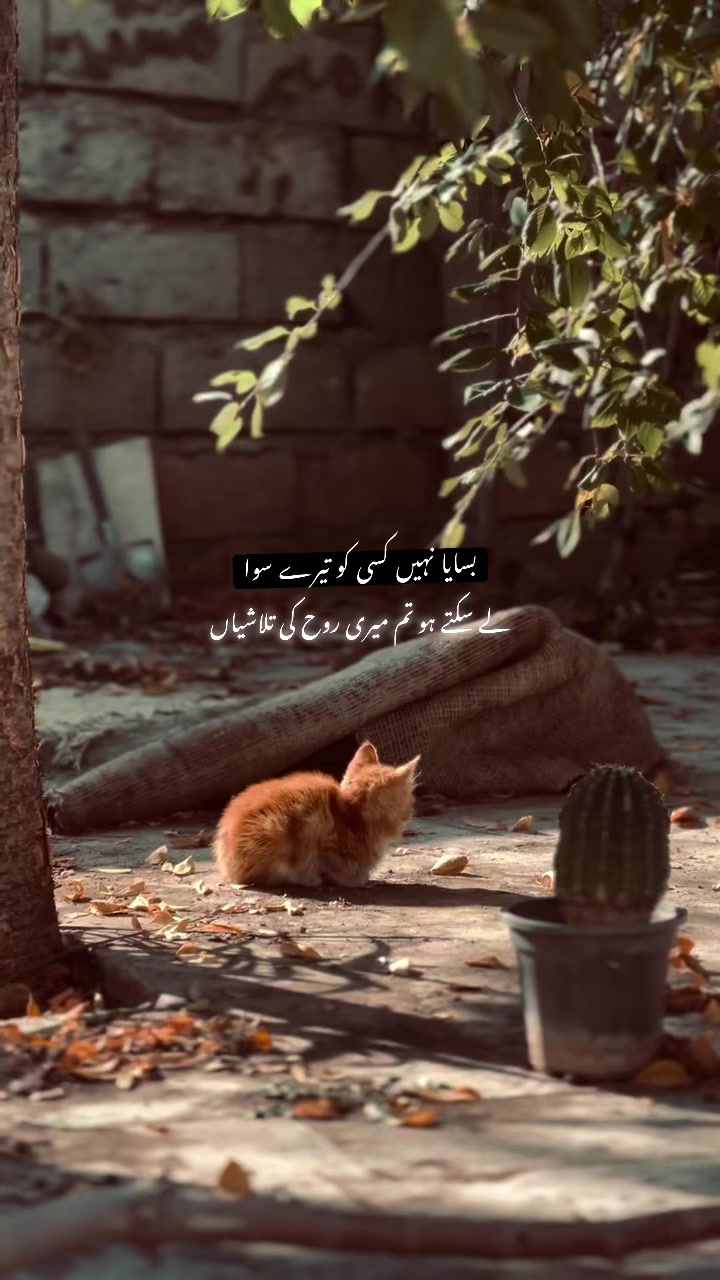 @🕊️